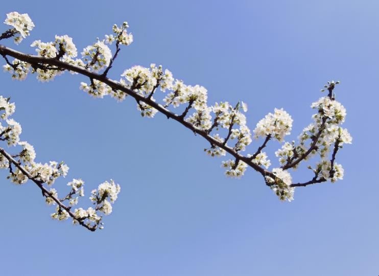 千树万树梨花开全诗的意思是什么