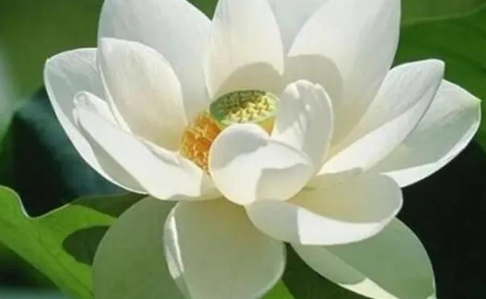 夏天暑伏是什么时候