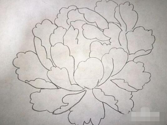 牡丹花简笔画怎么画