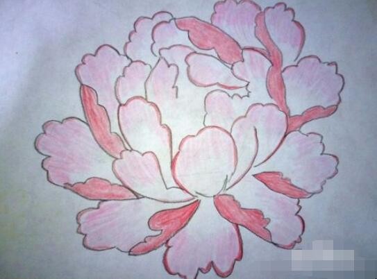 牡丹花简笔画怎么画