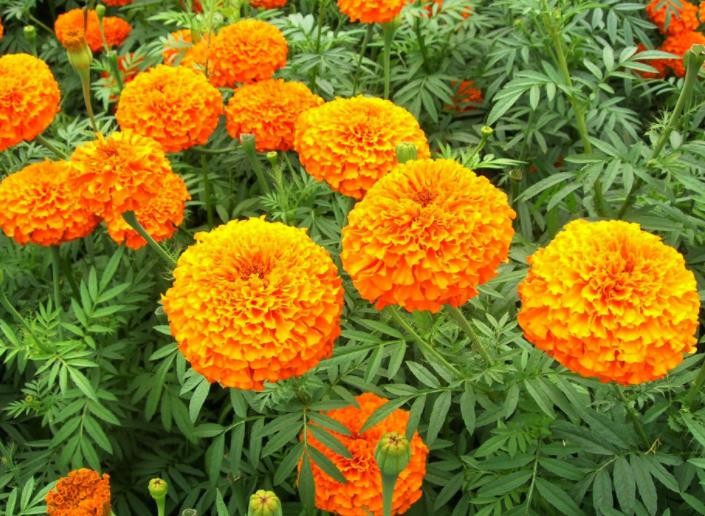 金盏花形态特征有哪些