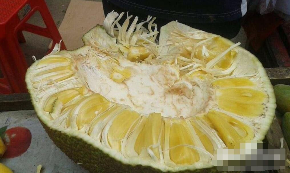 菠萝蜜怎么剥