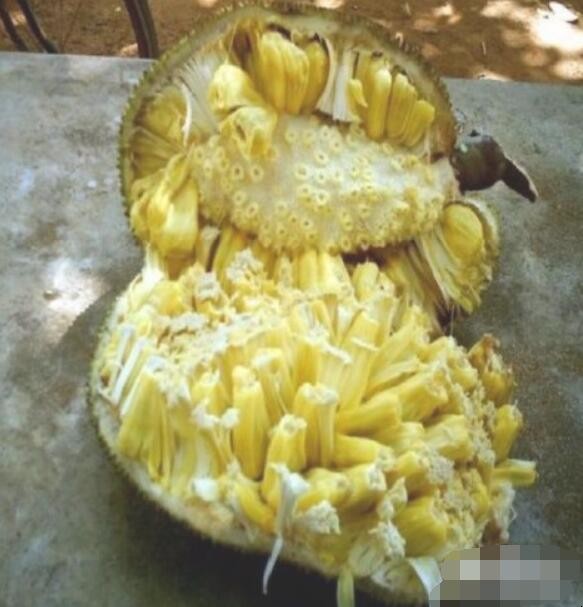 菠萝蜜怎么剥