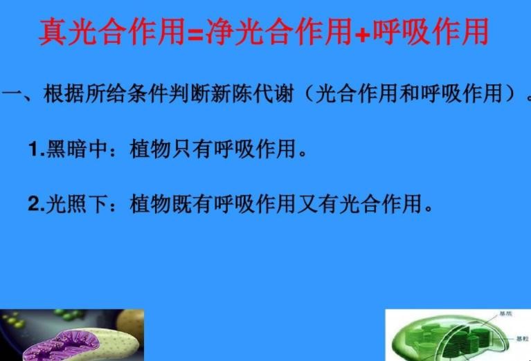 净光合作用是什么