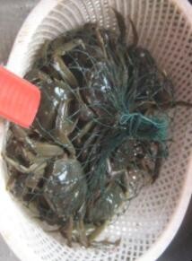 清蒸螃蟹的做法是什么