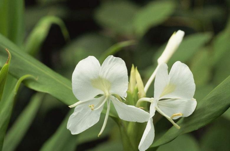 野姜花花语是什么