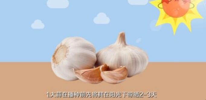 怎么种植大蒜