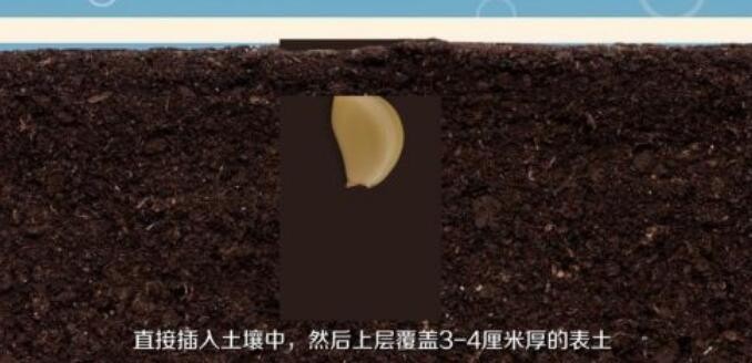 怎么种植大蒜