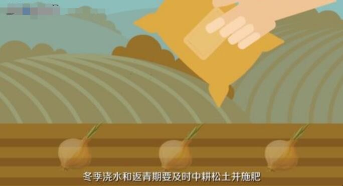 怎么种植大蒜