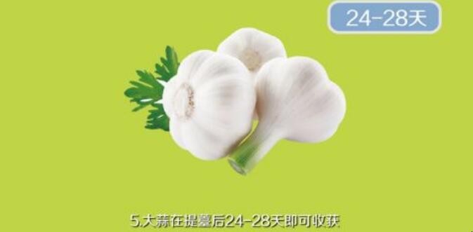 怎么种植大蒜