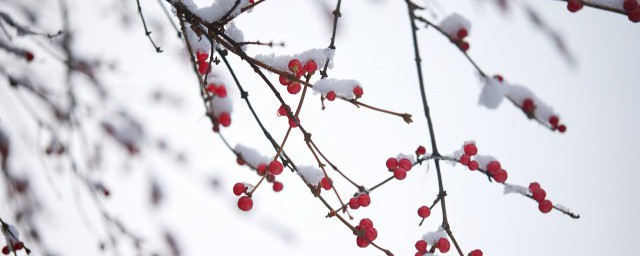 冬雪雪冬中两个雪指的是什么 冬雪雪冬中两个雪指的都是什么