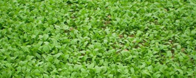 鸡毛菜和上海青的区别 鸡毛菜和上海青的区别介绍