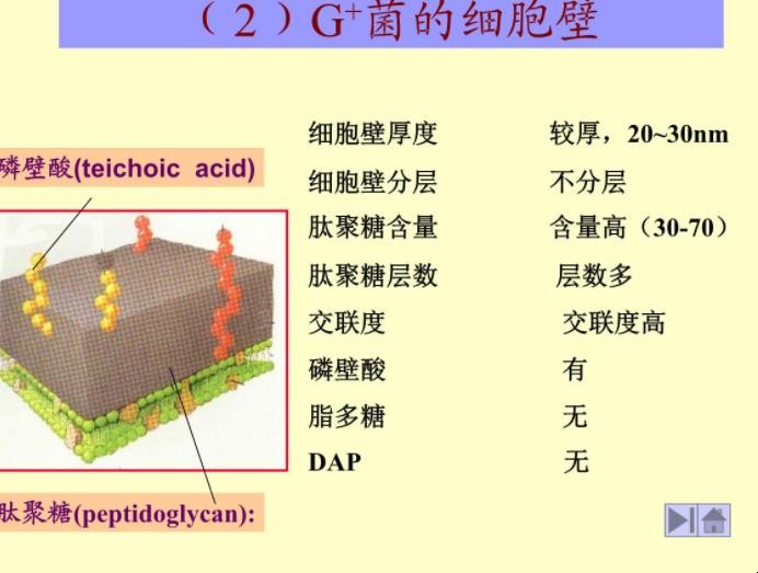 细菌细胞壁的主要成分是什么