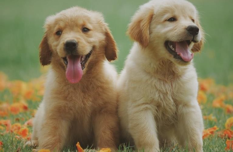 犬和狗有什么区别