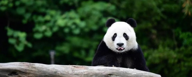 熊猫的来源和历史 熊猫介绍