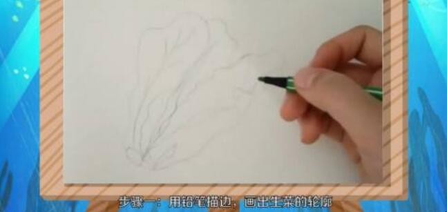 生菜简笔画怎么画