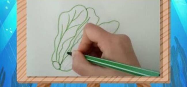 生菜简笔画怎么画