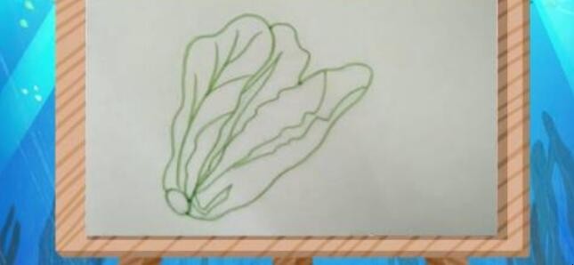 生菜简笔画怎么画