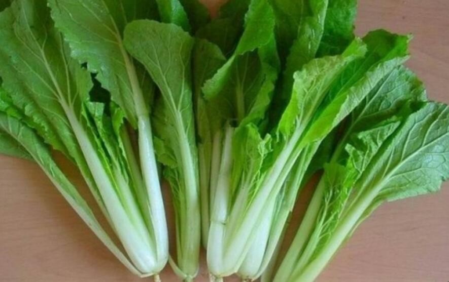 小白菜的品种有哪些