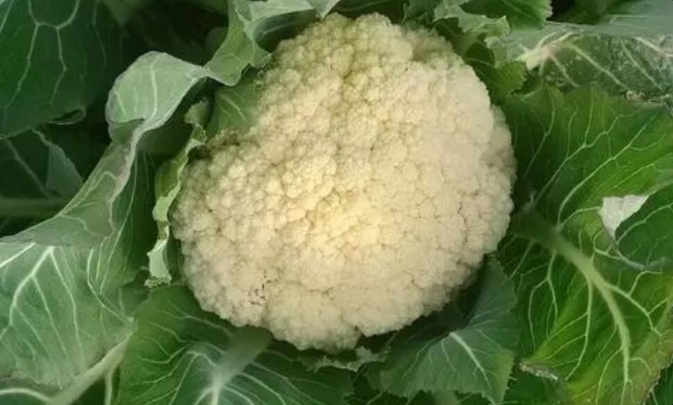 菜花是如何种植的