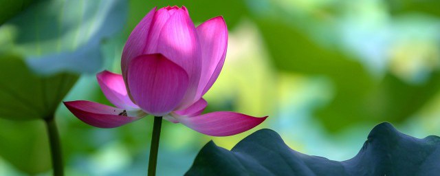 初伏如何补阳气 初伏怎样补阳气
