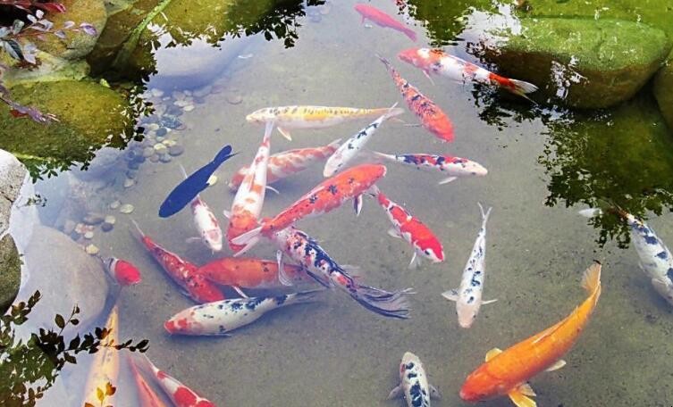 鱼怎么分公母