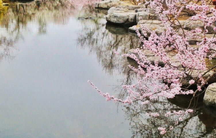 《桃花溪》的原文是什么