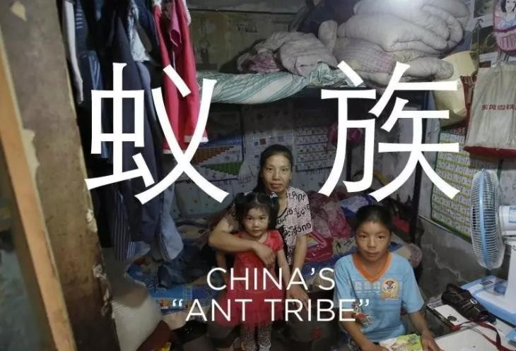 蚁族起因是什么