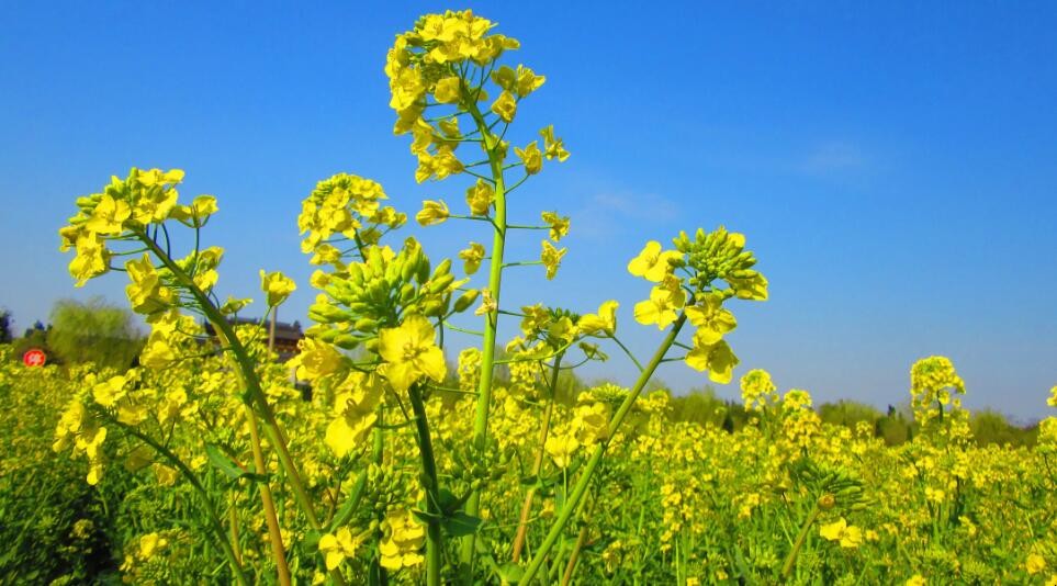 欧洲油菜是什么
