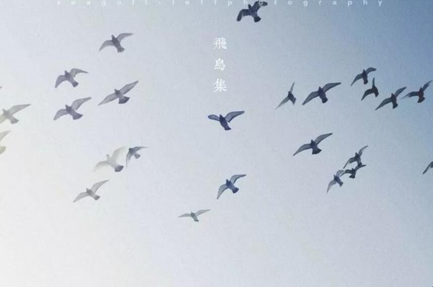《飞鸟集》读后感怎么写
