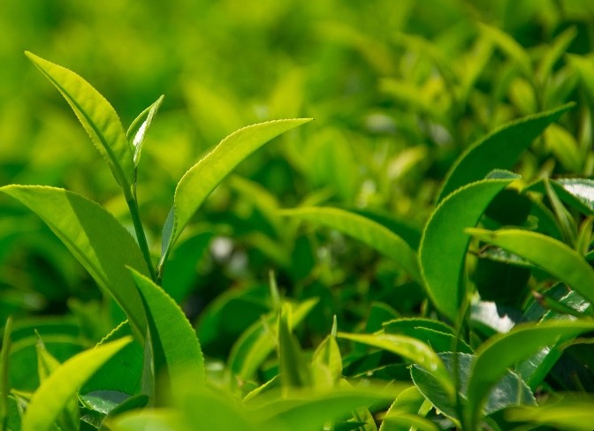 哪些茶叶属于绿茶