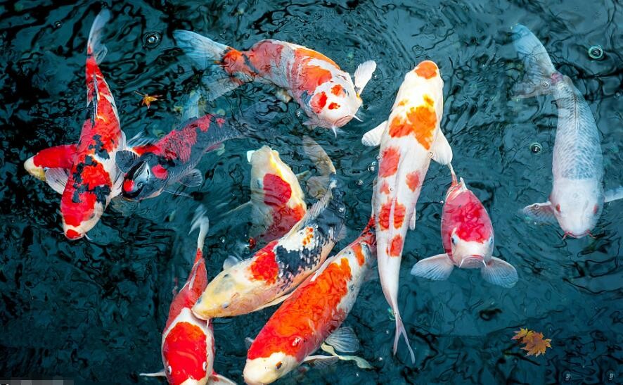 锦鲤简笔画如何画