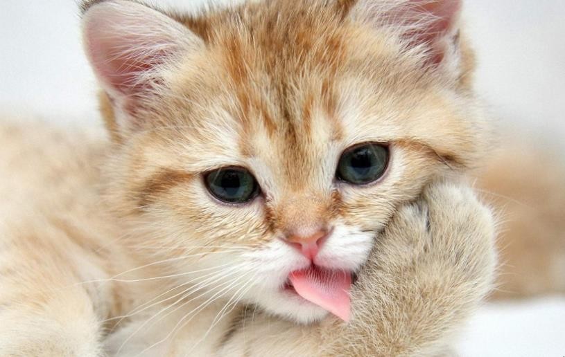 《猫》剧本介绍有哪些