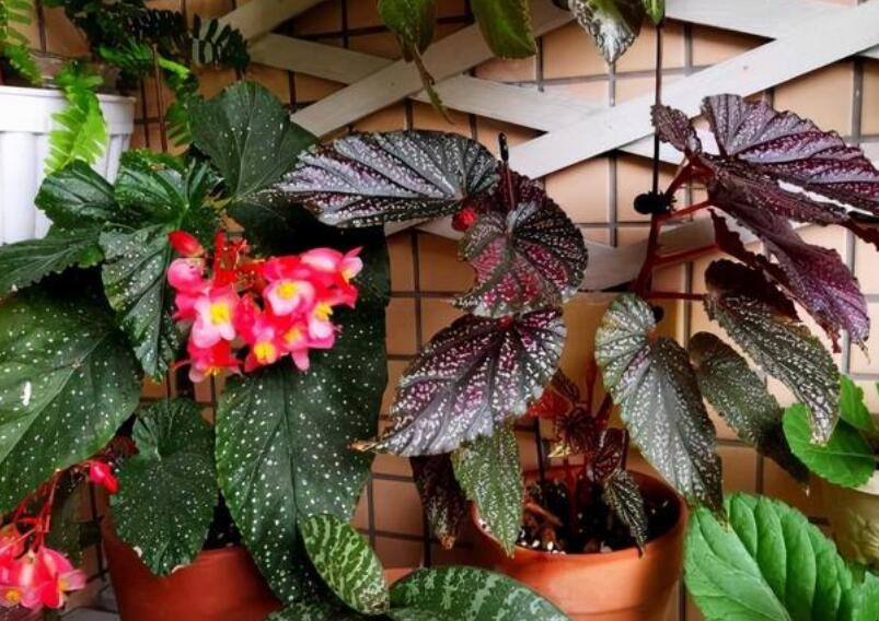 花卉绿植属于什么垃圾