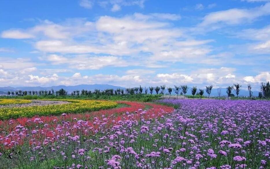 中国花海有哪些地方