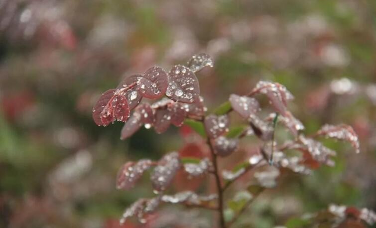 秋雨的特点是什么