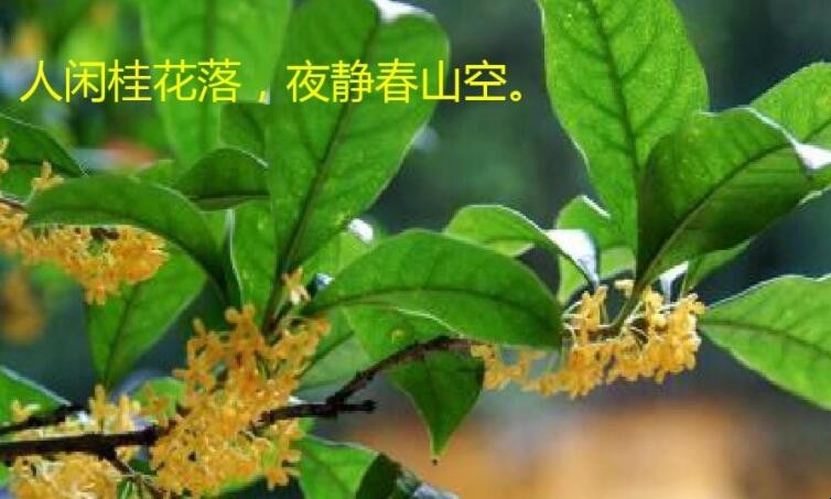 人闲桂花落是什么意思