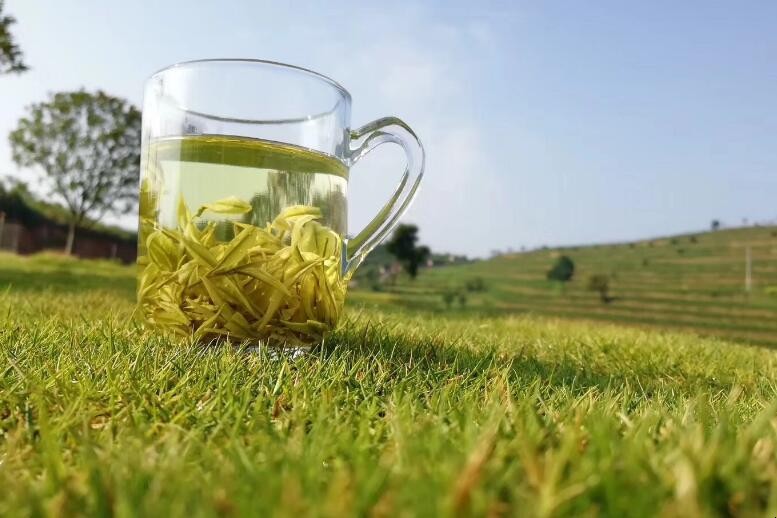 黄金芽属于什么茶