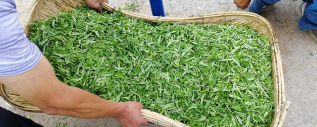 黄芩叶茶制作技巧 黄芩叶茶做法