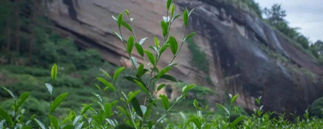 牛栏坑肉桂介绍特点 牛栏坑肉桂特点简介