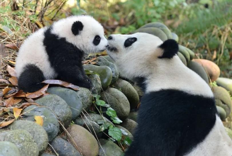 大熊猫为什么是中国的国宝