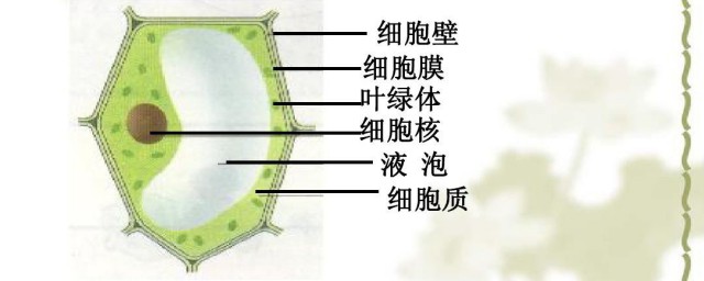 植物细胞的基本结构包括哪些 植物细胞的基本结构包括哪些内容