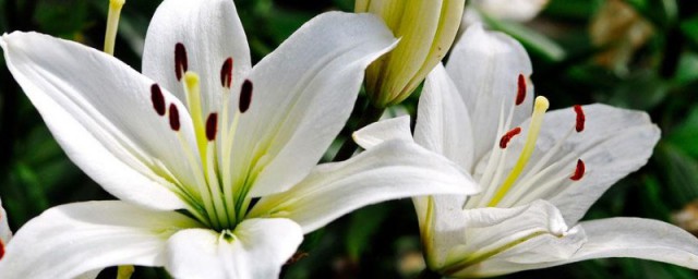 百合花语和寓意是什么 百合花语和寓意简单介绍