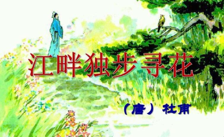 《江畔独步寻花·其三》的翻译是什么