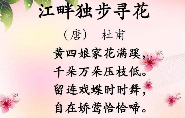 《江畔独步寻花·其一》的翻译是什么