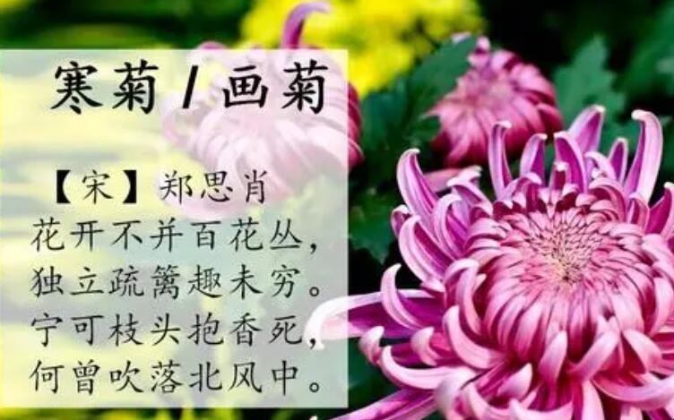 《寒菊》的翻译是什么