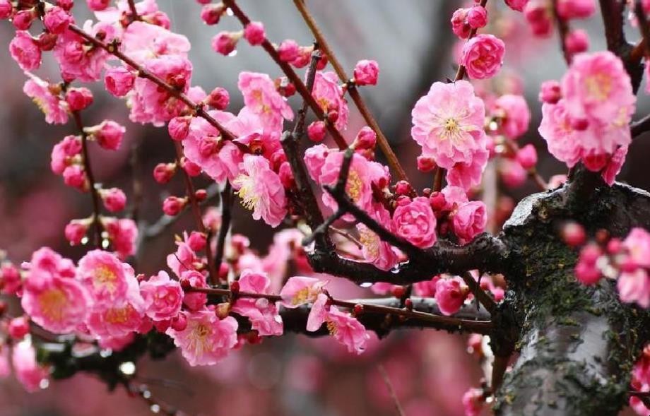 《梅花魂》学习目标是什么