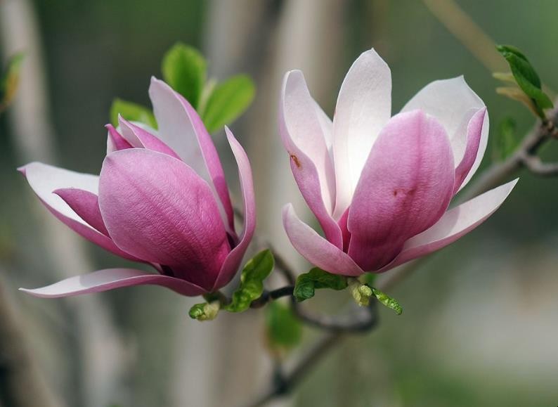 玉兰花形态特征有哪些