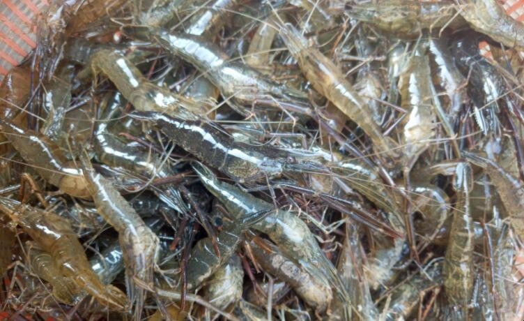 海虾和淡水虾的区别是什么