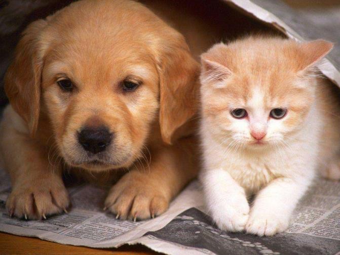 猫和狗为什么是天敌